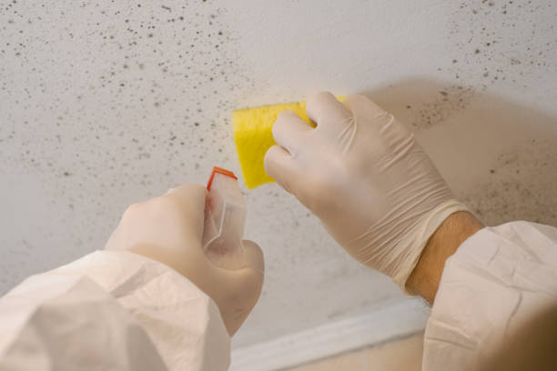 Best Basement Mold Removal  in Lake Orion, MI