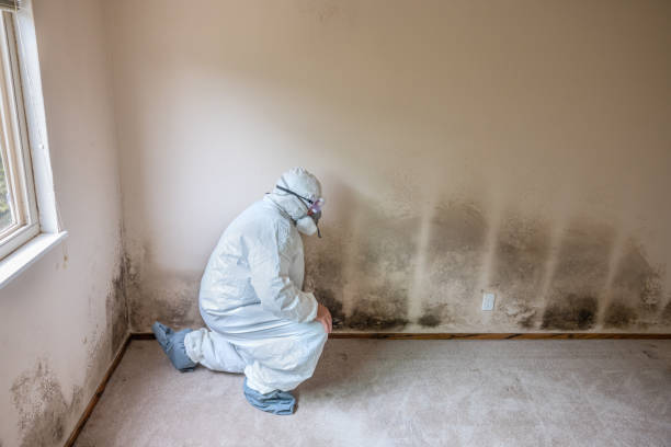 Best Emergency Mold Remediation  in Lake Orion, MI