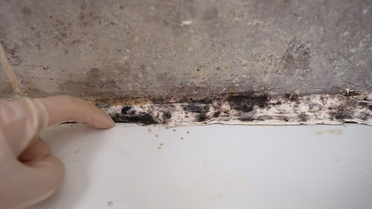 Best Residential Mold Inspection & Testing  in Lake Orion, MI